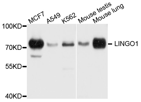 a02497 lingo1 primary antiboties wb testing 1