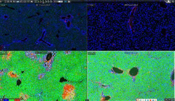 a02498 3 gnai2 primary antibodies if testing 2