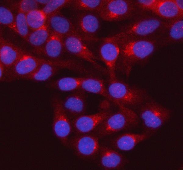 a02498 3 gnai2 primary antibodies if testing 8