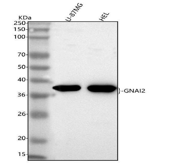  Western blot analysis of GNAI2 using anti-GNAI2 antibody (A02498-3)