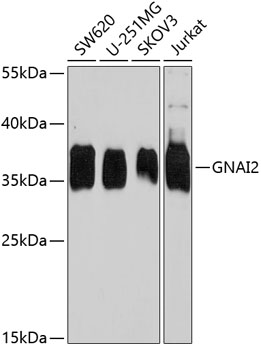 Western blot analysis of extracts of various cell lines, using GNAI2 antibody  at 1:1000 dilution