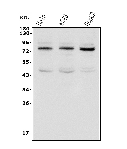 a02499 1 tab2 primary antibodies wb testing 1