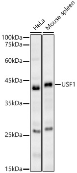 Western blot analysis of various lysates, using USF1 antibody  at 1:1100 dilution