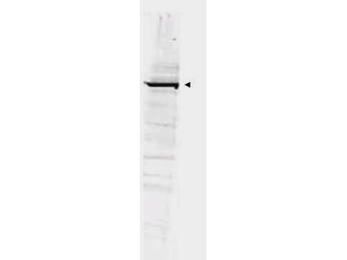 a02501 gga1 primary antibodies wb testing 1_1