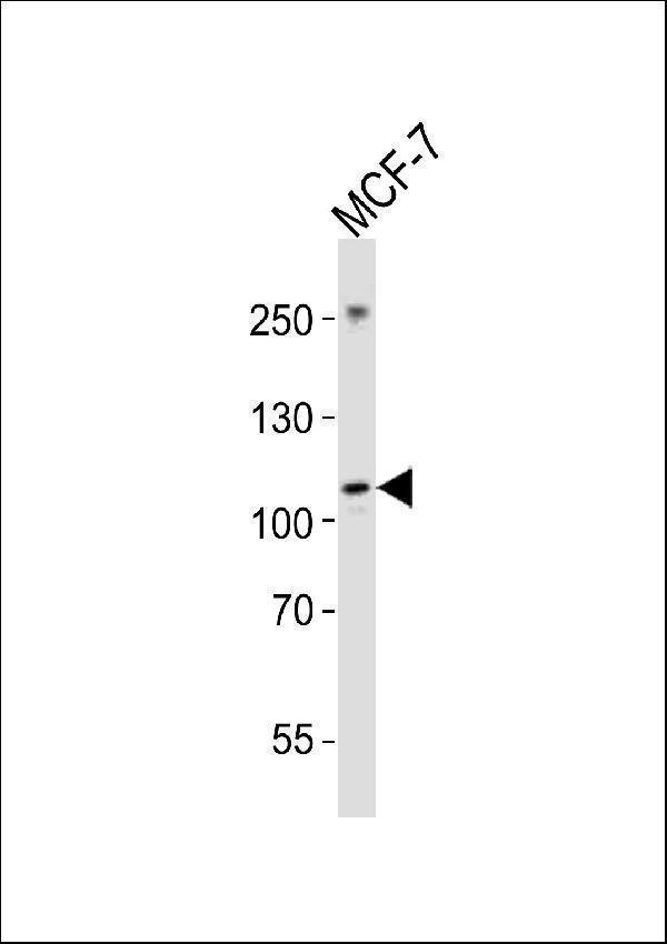 Western blot analysis of lysate from MCF-7 cell line, using NTRK3 Antibody (Center)