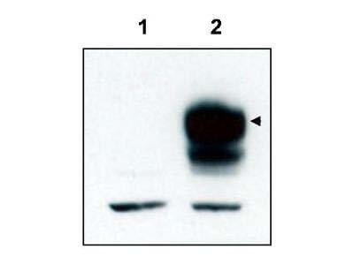 Western blot using Boster's affinity purified anti-TrkCT1 to detect over-expressed TrkCT1 in HEK293 cells (Lane 2, arrowhead)