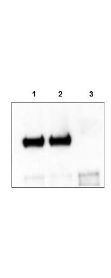 Mouse cortex lysate was immunoprecipitated with anti-TrkCT1 antibody and further blotted with affinity purified anti-TrkCT1