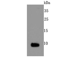 a02503s100 1 s100a1 primary antiboties wb testing 1