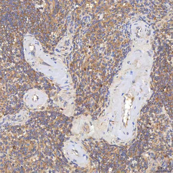 a02507 1 sgce primary antibodies ihc testing 4