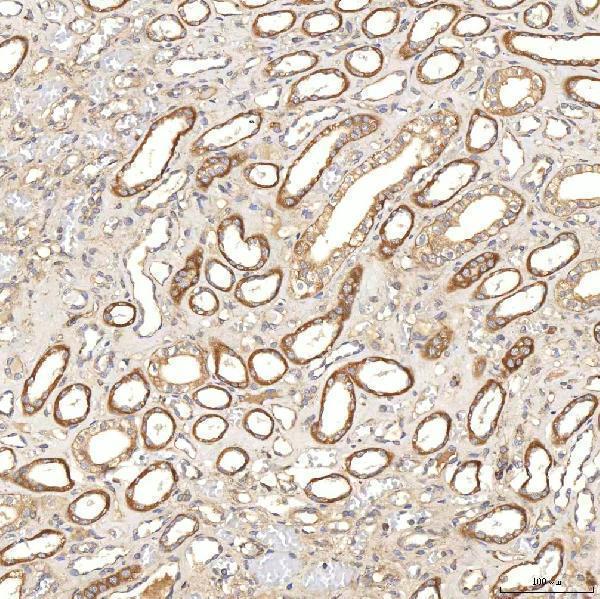 a02507 1 sgce primary antibodies ihc testing 5