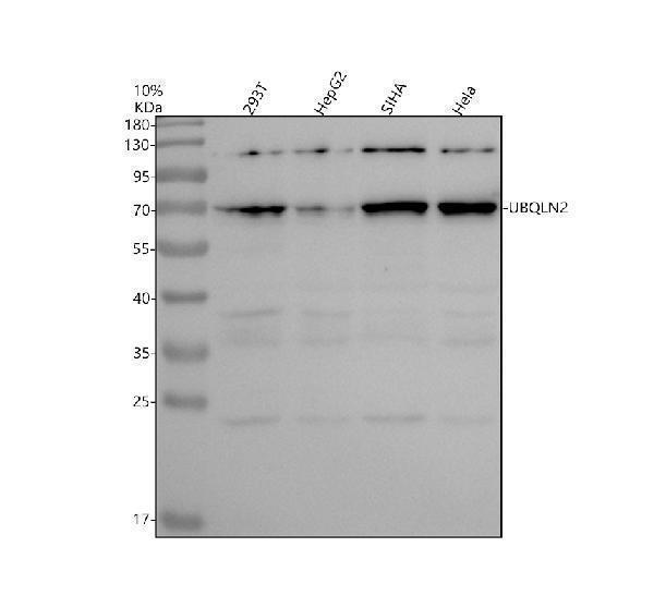 Western blot analysis of UBQLN2 using anti-UBQLN2 antibody (A02508-1)