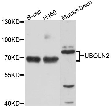 Western blot analysis of extracts of various cell lines, using UBQLN2 antibody  at 1:1000 dilution