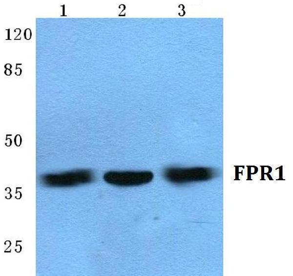 a02509 3 fpr1 primary antiboties wb testing 1
