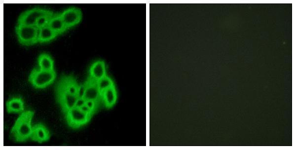 Immunofluorescence analysis of MCF7 cells, using FPR1 Antibody