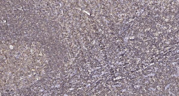Immunohistochemical analysis of paraffin-embedded human tonsil