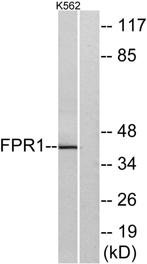 Western blot analysis of lysates from K562 cells, using FPR1 Antibody