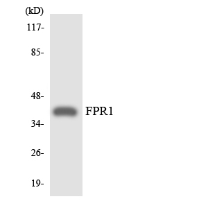 a02509 fpr1 primary antibodies wb testing 4