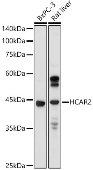 a02511 hcar2 primary antiboties wb testing 1