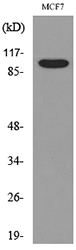 Western blot analysis of lysate from MCF7 cells, using SEMA4D Antibody