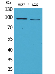 Western Blot analysis of MCF7, L929 cells using CD100 Polyclonal Antibody