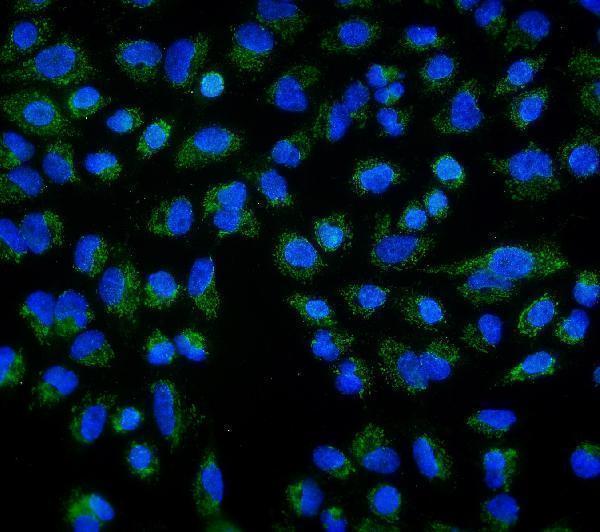  IF analysis of DLL1 using anti-DLL1 antibody (A02513-1)