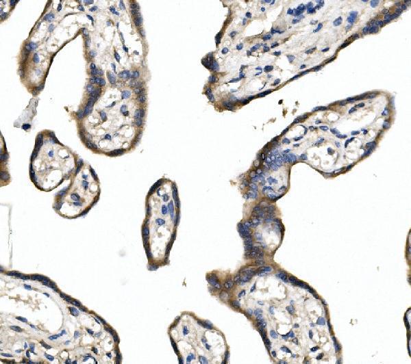  IHC analysis of DLL1 using anti-DLL1 antibody (A02513-1)