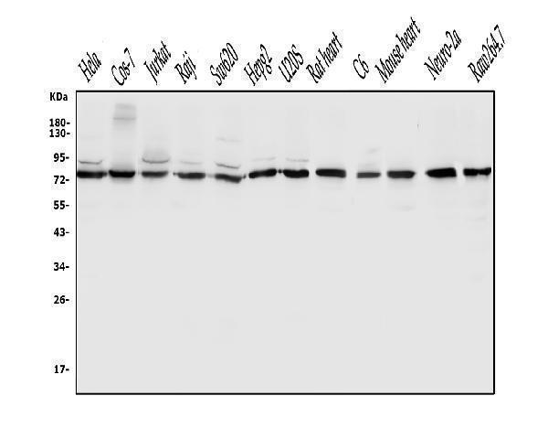  Western blot analysis of DLL1 using anti-DLL1 antibody (A02513-1)