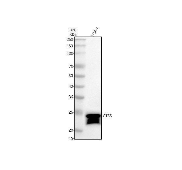  Western blot analysis of CTSS using anti-CTSS antibody (A02514-2)