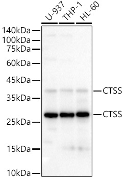 Western blot analysis of extracts of various cell lines, using CTSS antibody  at 1:500 dilution