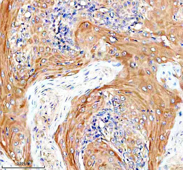 a02515 2 urat1 slc22a12 primary antibodies ihc testing 1