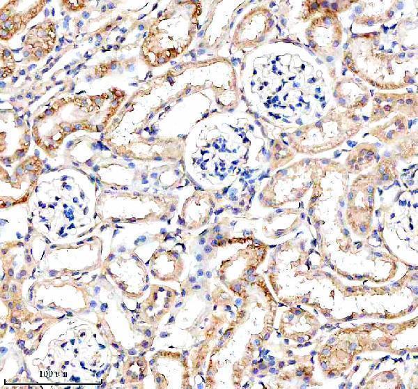  IHC analysis of URAT1/SLC22A12 using anti-URAT1/SLC22A12 antibody (A02515-2)