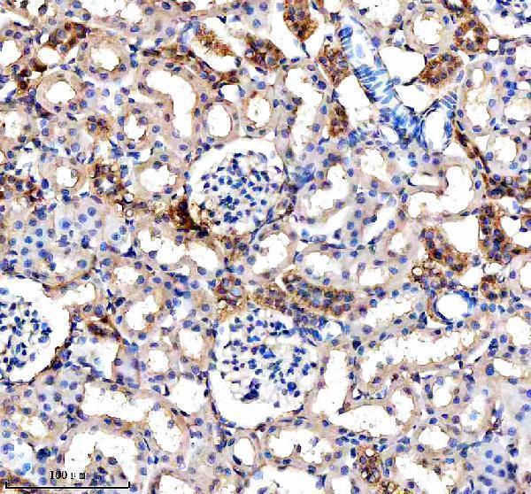  IHC analysis of URAT1/SLC22A12 using anti-URAT1/SLC22A12 antibody (A02515-2)