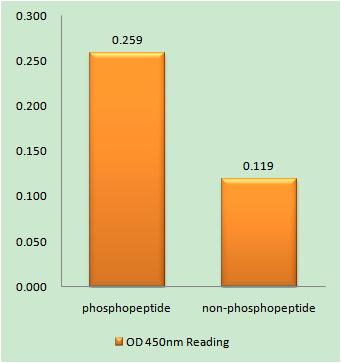 Enzyme-Linked Immunosorbent Assay (Phospho-ELISA) for Immunogen Phosphopeptide (Phospho-left) and Non-Phosphopeptide (Phospho-right), using STK39 (Phospho-Ser325) Antibody
