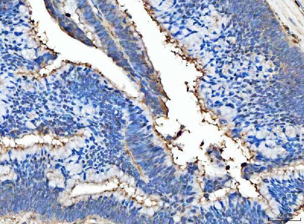  IHC analysis of Milk Fat Globule 1/MFGE8 using anti-Milk Fat Globule 1/MFGE8 antibody (A02518-2)