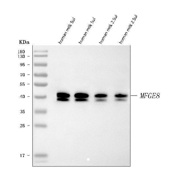  Western blot analysis of Milk Fat Globule 1/MFGE8 using anti-Milk Fat Globule 1/MFGE8 antibody (A02518-2)
