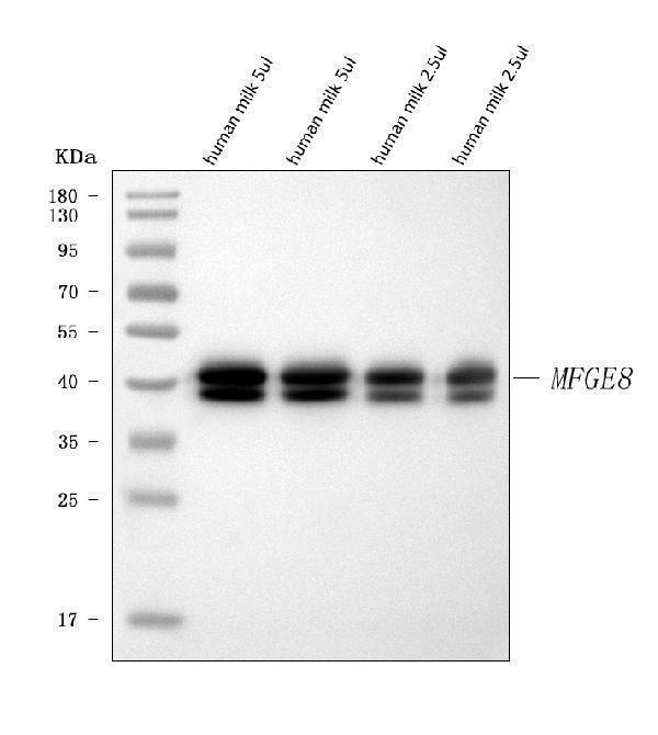  Western blot analysis of Milk Fat Globule 1/MFGE8 using anti-Milk Fat Globule 1/MFGE8 antibody (A02518-3)