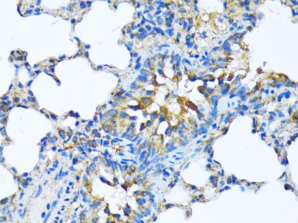 Immunohistochemistry of paraffin-embedded Rat lung using MFGE8 antibody  at dilution of 1:100 