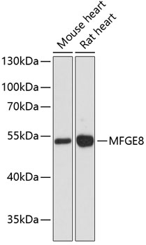Western blot analysis of extracts of various cell lines, using MFGE8 antibody  at 1:3000 dilution