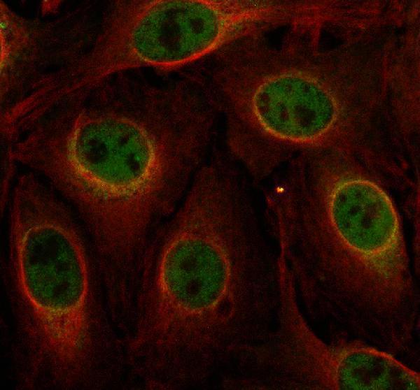 a02520 1 pura primary antibodies if testing 1