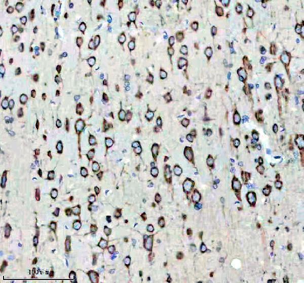 a02520 1 pura primary antibodies ihc testing 4