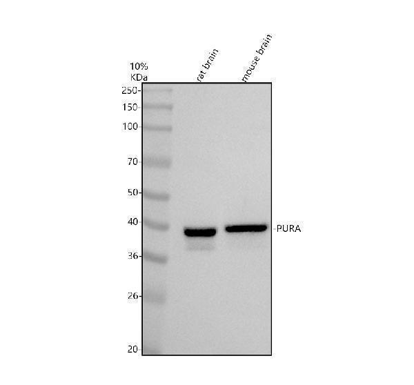 Western blot analysis of PURA using anti-PURA antibody (A02520-1)