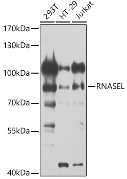 Western blot analysis of extracts of various cell lines, using RNASEL antibody  at 1:1000 dilution