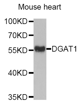 a02522 dgat1 primary antiboties wb testing 1