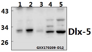 a02523 dlx5 primary antiboties wb testing 1