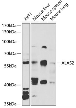 a02525 alas2 primary antiboties wb testing 1
