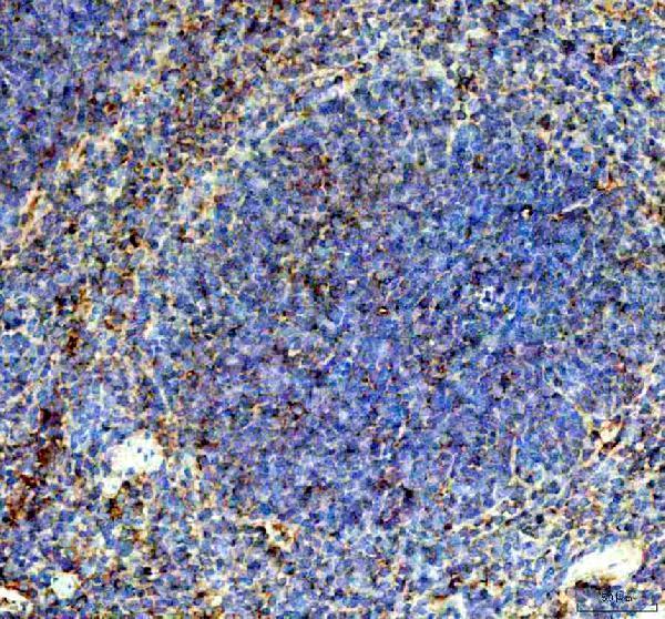 IHC analysis of 2B4/Cd244 using anti-2B4/Cd244 antibody (A02527-1)