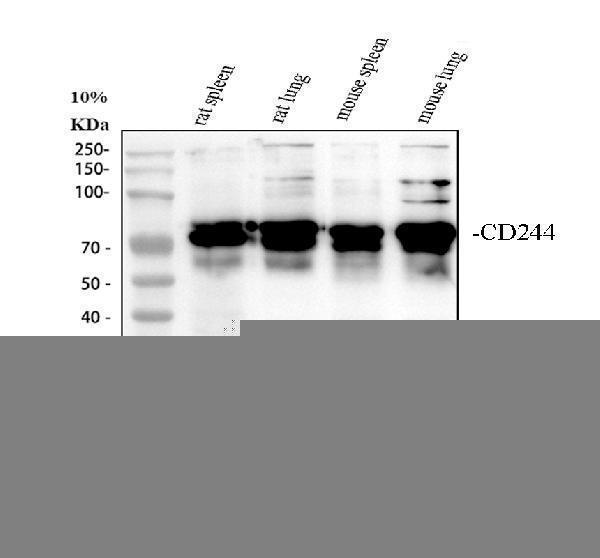 Western blot analysis of 2B4/Cd244 using anti-2B4/Cd244 antibody (A02527-1)
