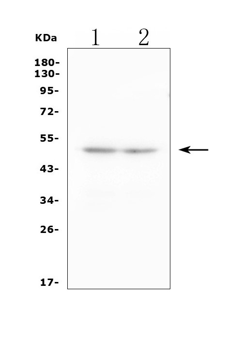 a02527 2 cd244 primary antibodies wb testing 1