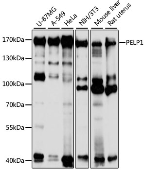 a02530 pelp1 primary antiboties wb testing 1