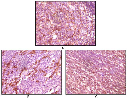 a02536 1 dnm1 primary antibodies ihc testing 1